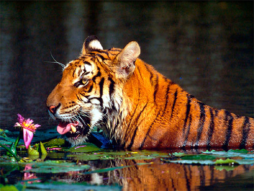 © WWF-Canon / Martin HARVEY <br> By saving tigers, we also save the biologically rich and diverse landscapes where they still roam: Asia’s last great rain forests, jungles and wildlands. These forests are home to thousands of other species, great and small. They are also home to people and the food, freshwater and flood protection that local communities depend on.